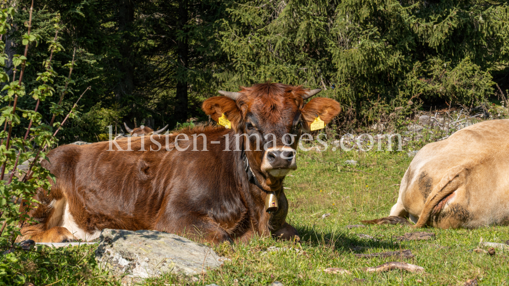 Kühe im Viggartal, Ellbögen, Tirol, Austria by kristen-images.com