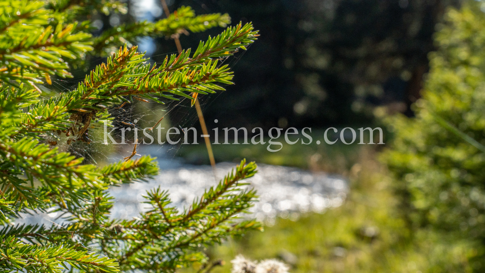 Viggarbach, Viggartal, Ellbögen, Tirol, Austria by kristen-images.com