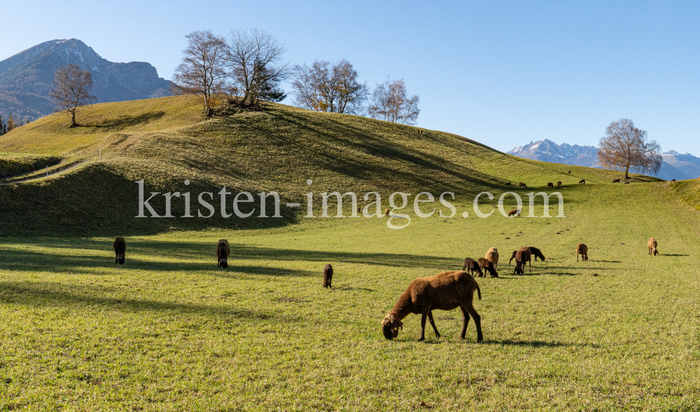 Braunes Bergschaf in Vill, Innsbruck, Tirol, Austria by kristen-images.com