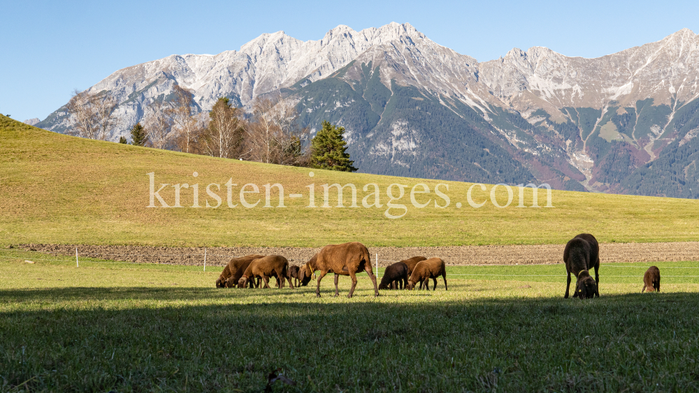 Braunes Bergschaf in Vill, Innsbruck, Tirol, Austria by kristen-images.com