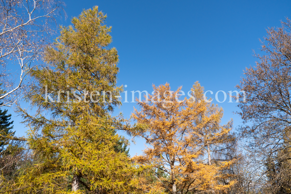 Herbst in Igls, Gsetzbichl, Innsbruck, Tirol, Austria by kristen-images.com