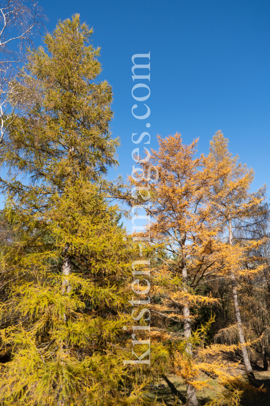 Herbst in Igls, Gsetzbichl, Innsbruck, Tirol, Austria by kristen-images.com