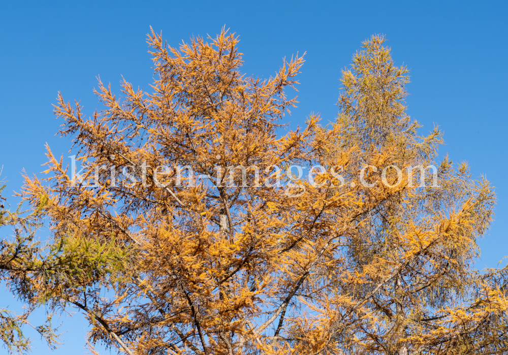 Herbst in Igls, Gsetzbichl, Innsbruck, Tirol, Austria by kristen-images.com