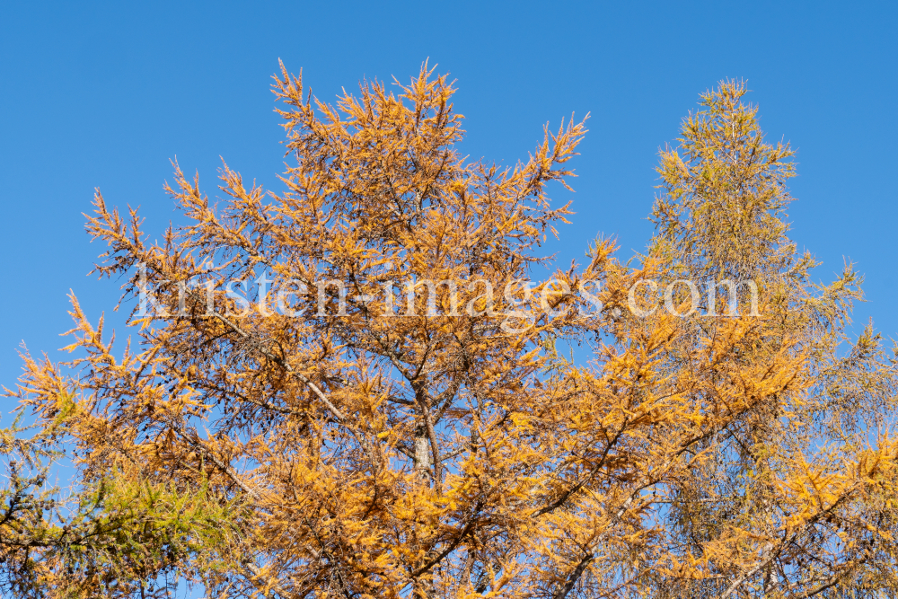 Herbst in Igls, Gsetzbichl, Innsbruck, Tirol, Austria by kristen-images.com