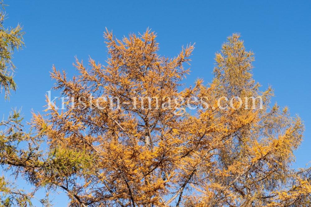 Herbst in Igls, Gsetzbichl, Innsbruck, Tirol, Austria by kristen-images.com