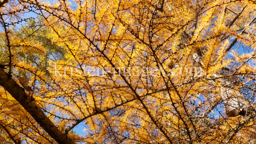 Herbst in Igls, Gsetzbichl, Innsbruck, Tirol, Austria by kristen-images.com