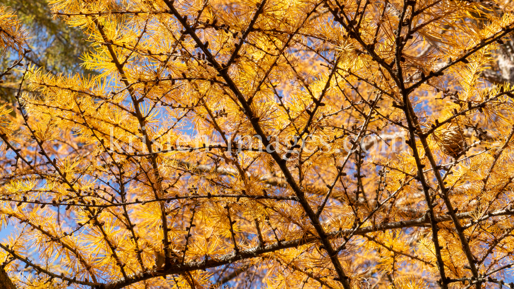 Herbst in Igls, Gsetzbichl, Innsbruck, Tirol, Austria by kristen-images.com