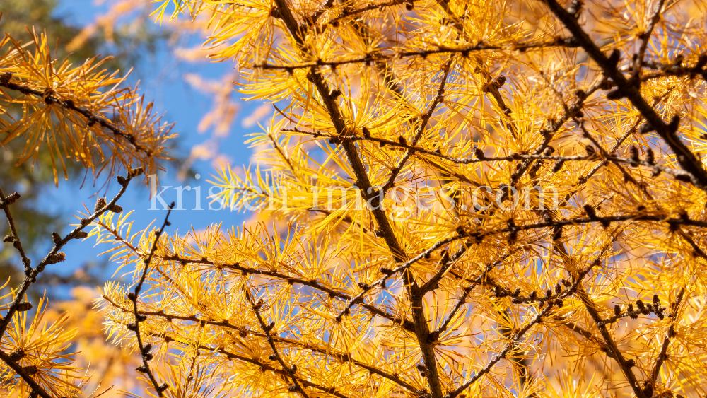 Herbst in Igls, Gsetzbichl, Innsbruck, Tirol, Austria by kristen-images.com