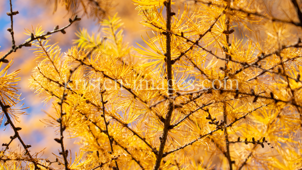 Herbst in Igls, Gsetzbichl, Innsbruck, Tirol, Austria by kristen-images.com