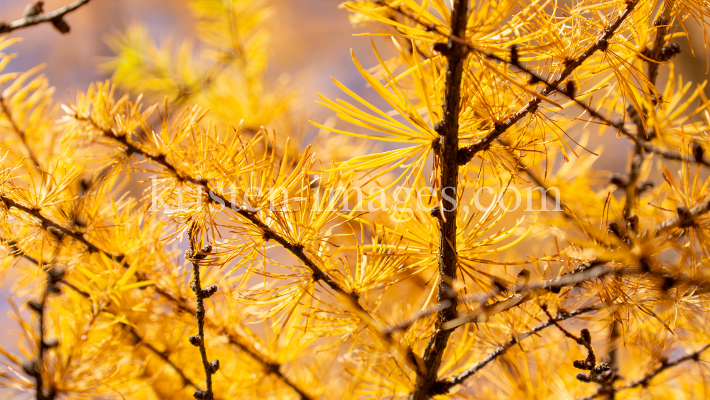 Herbst in Igls, Gsetzbichl, Innsbruck, Tirol, Austria by kristen-images.com