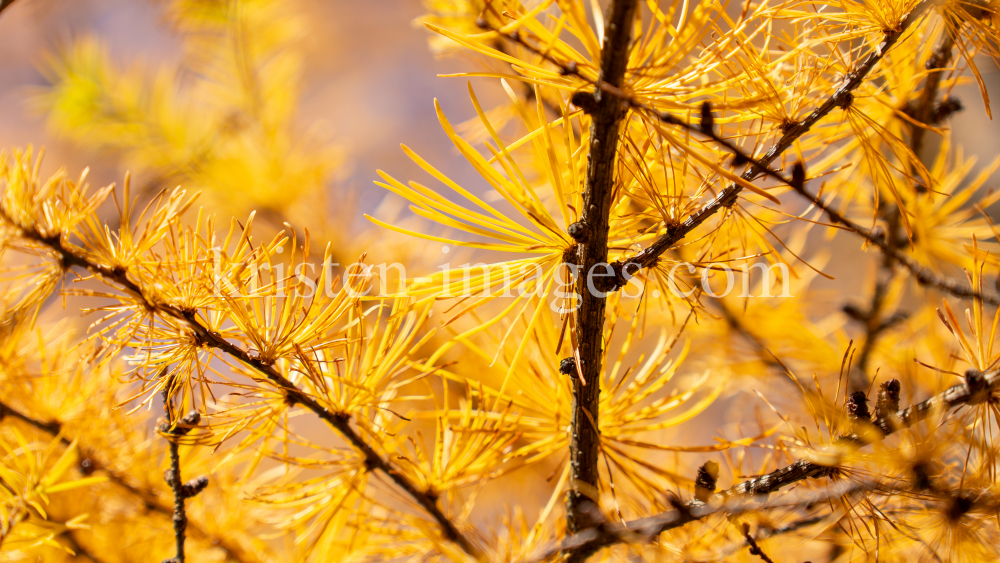 Herbst in Igls, Gsetzbichl, Innsbruck, Tirol, Austria by kristen-images.com