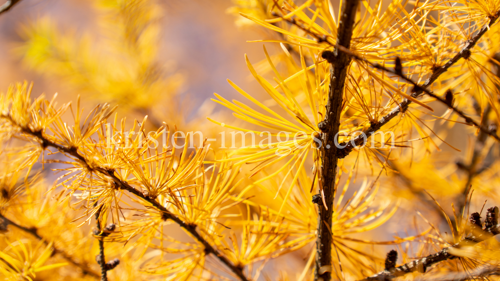 Herbst in Igls, Gsetzbichl, Innsbruck, Tirol, Austria by kristen-images.com