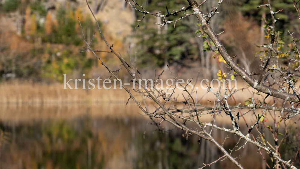 Seerosenweiher im Herbst, Lans, Tirol, Austria by kristen-images.com