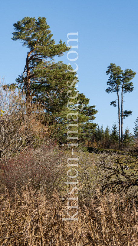 Kiefer, Pinus / Lanser Moor, Lans, Tirol, Austria by kristen-images.com