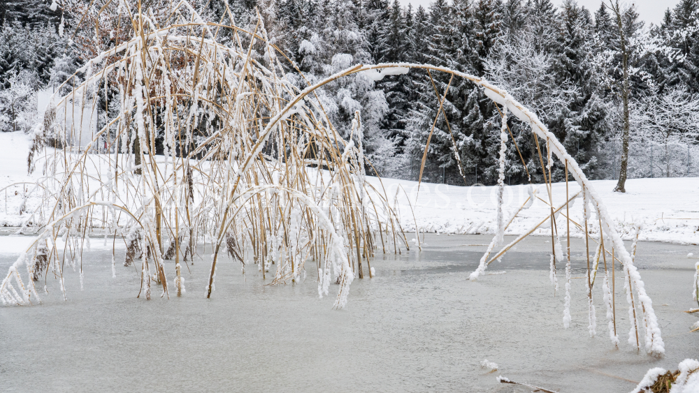 Schilf im zugefrorenen See by kristen-images.com