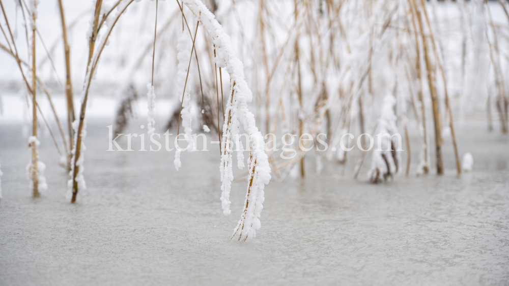 Schilf im zugefrorenen See by kristen-images.com