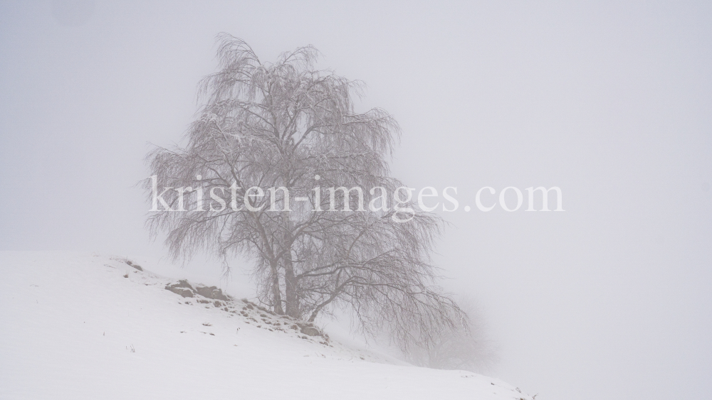 verschneiter Baum im Nebel by kristen-images.com
