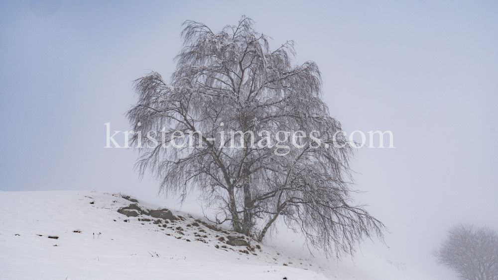 verschneiter Baum im Nebel by kristen-images.com