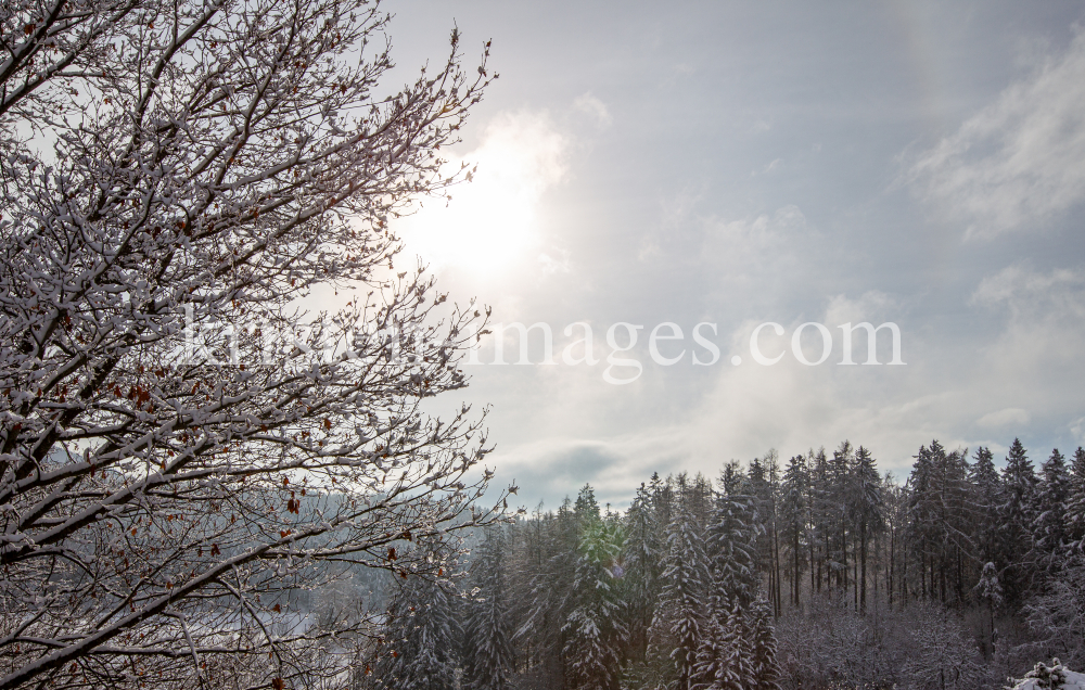 Eichenbaum im Winter by kristen-images.com
