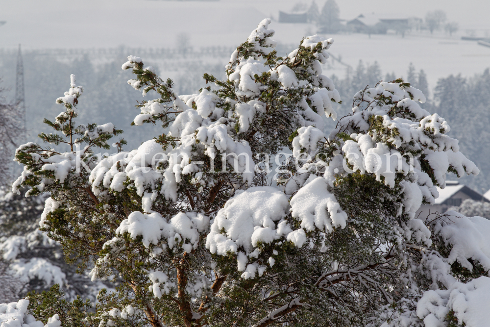 Kiefer, Föhre, Pinus, Pinaceae by kristen-images.com