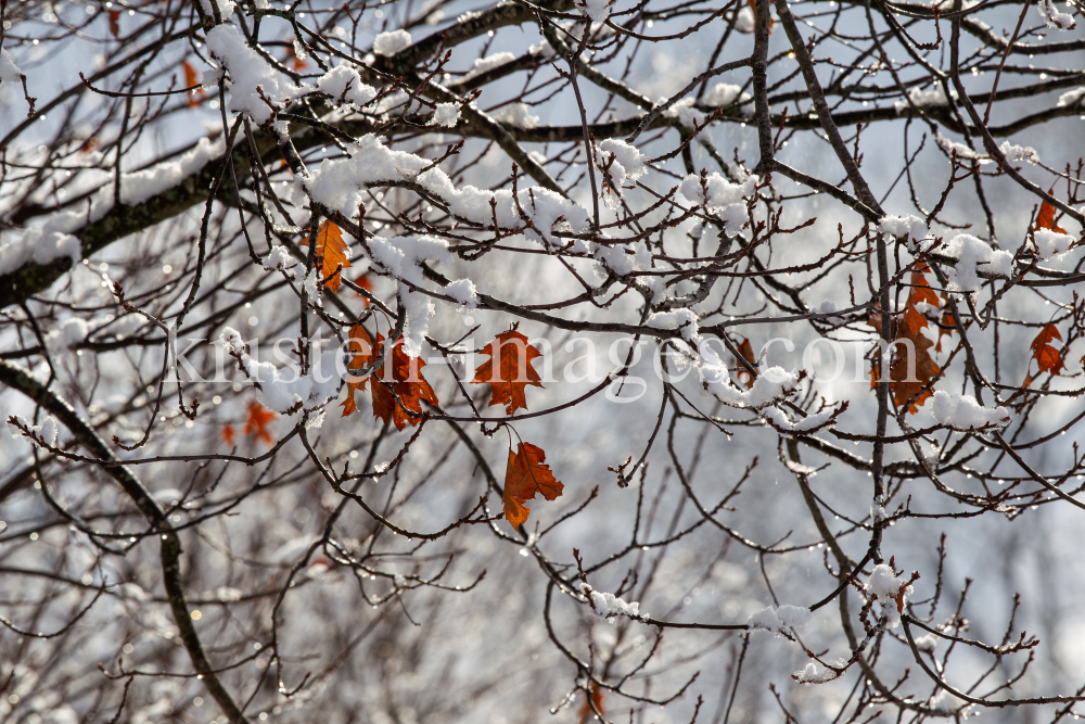 Eichenzweige im Winter by kristen-images.com