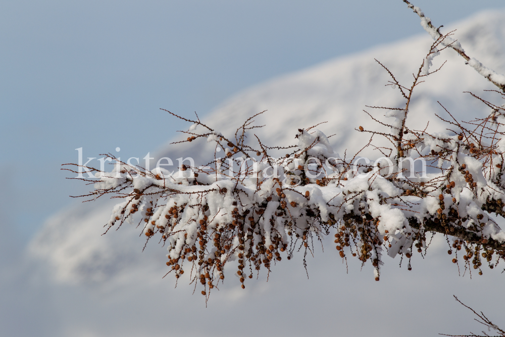 schneebedeckter Lärchenzweig by kristen-images.com