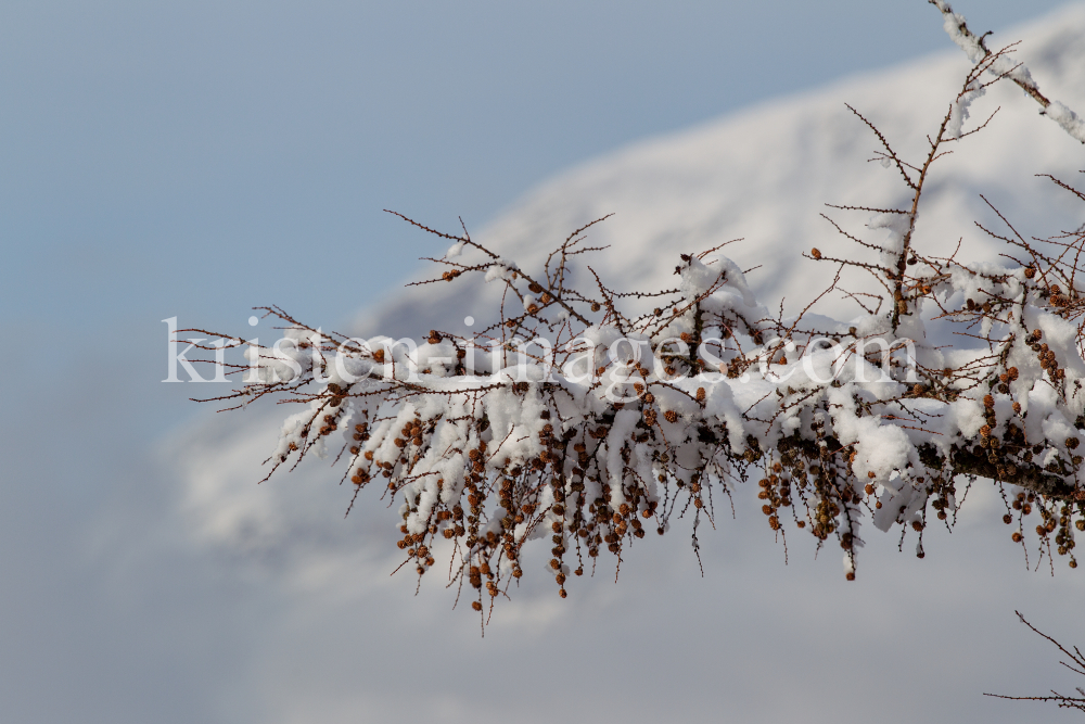 schneebedeckter Lärchenzweig by kristen-images.com