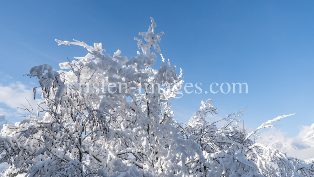 verschneite Bäume / Igls, Innsbruck, Tirol, Austria by kristen-images.com