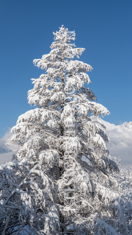 verschneite Lärche (Larix) / Igls, Innsbruck, Tirol, Austria by kristen-images.com