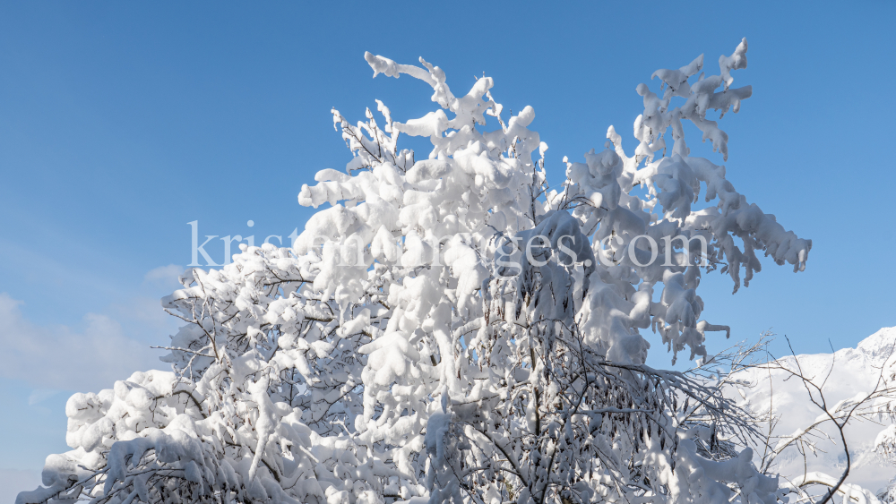 verschneite Bäume / Igls, Innsbruck, Tirol, Austria by kristen-images.com