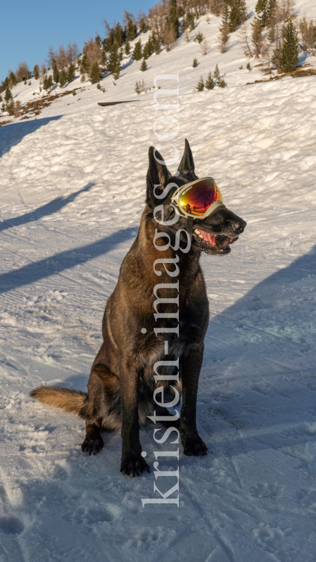 Holländicher Schäferhund mit Skibrille, Hundebrille by kristen-images.com