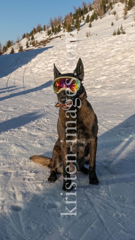 Holländicher Schäferhund mit Skibrille, Hundebrille by kristen-images.com