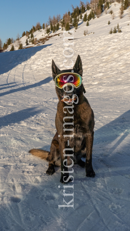 Holländicher Schäferhund mit Skibrille, Hundebrille by kristen-images.com