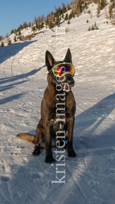 Holländicher Schäferhund mit Skibrille, Hundebrille by kristen-images.com