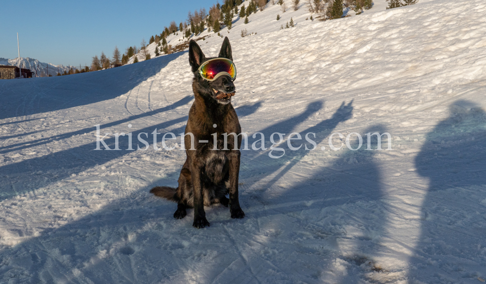 Holländicher Schäferhund mit Skibrille, Hundebrille by kristen-images.com