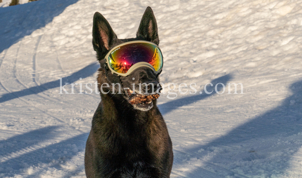 Holländicher Schäferhund mit Skibrille, Hundebrille by kristen-images.com