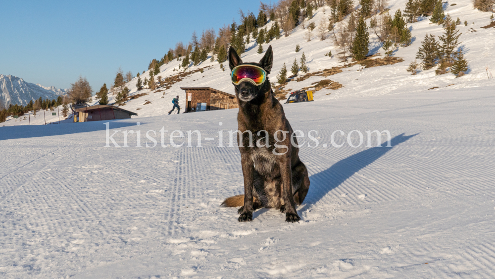 Holländicher Schäferhund mit Skibrille, Hundebrille by kristen-images.com