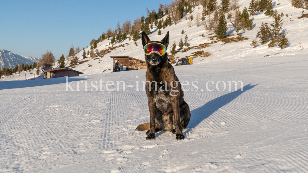 Holländicher Schäferhund mit Skibrille, Hundebrille by kristen-images.com