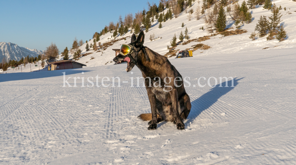 Holländicher Schäferhund mit Skibrille, Hundebrille by kristen-images.com