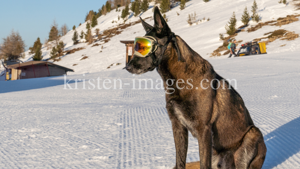 Holländicher Schäferhund mit Skibrille, Hundebrille by kristen-images.com