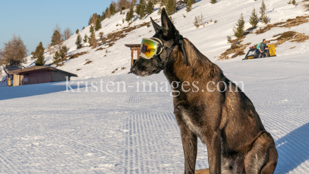 Holländicher Schäferhund mit Skibrille, Hundebrille by kristen-images.com