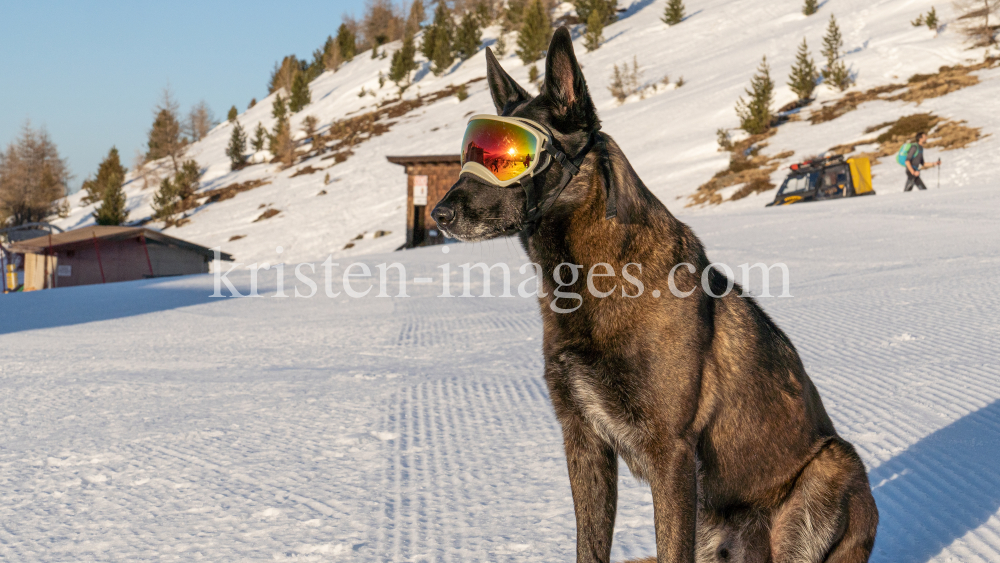 Holländicher Schäferhund mit Skibrille, Hundebrille by kristen-images.com