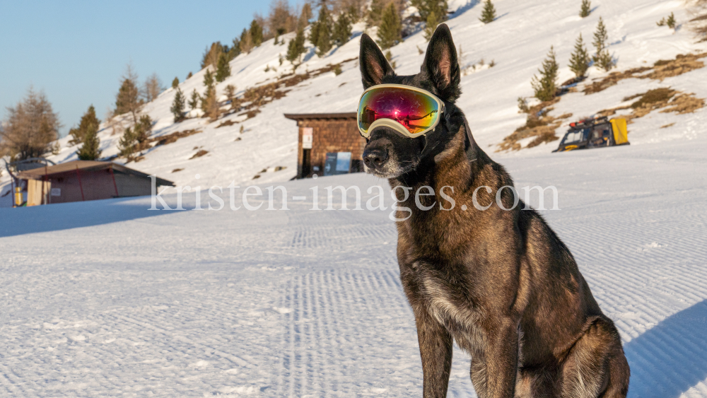 Holländicher Schäferhund mit Skibrille, Hundebrille by kristen-images.com