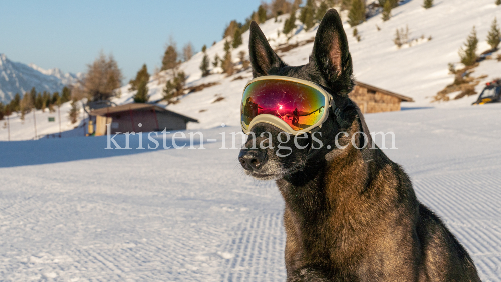 Holländicher Schäferhund mit Skibrille, Hundebrille by kristen-images.com