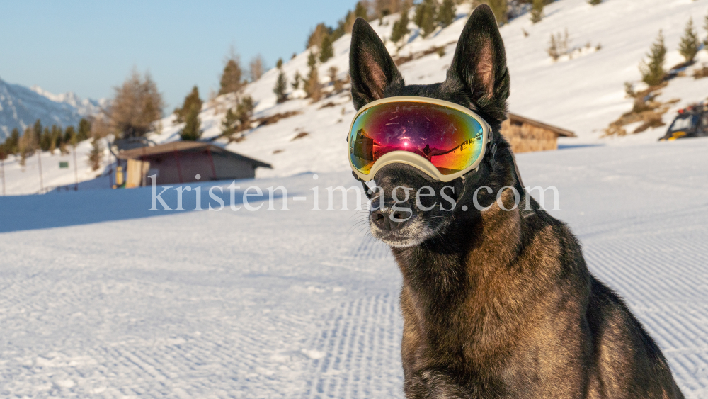 Holländicher Schäferhund mit Skibrille, Hundebrille by kristen-images.com