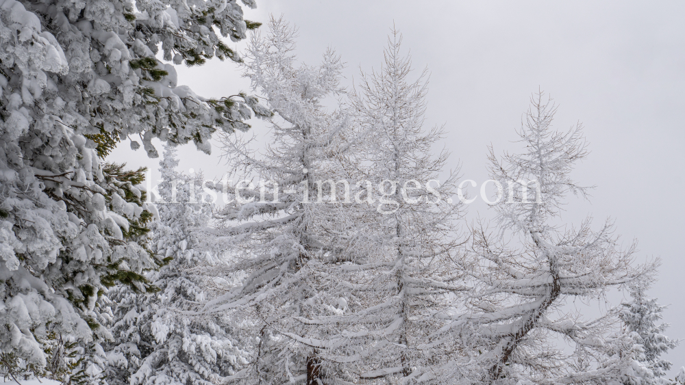 verschneite Lärchen / Patscherkofel, Tirol, Austria by kristen-images.com