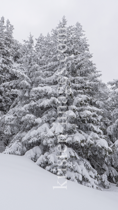 verschneite Bäume / Patscherkofel, Tirol, Austria by kristen-images.com