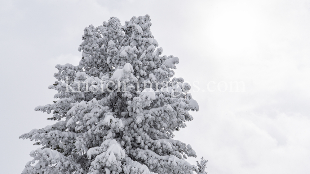 verschneite Zirbe / Patscherkofel, Tirol, Austria by kristen-images.com