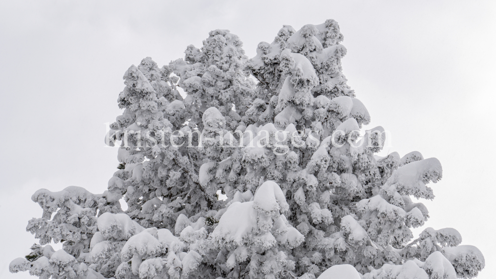 verschneite Zirbe / Patscherkofel, Tirol, Austria by kristen-images.com