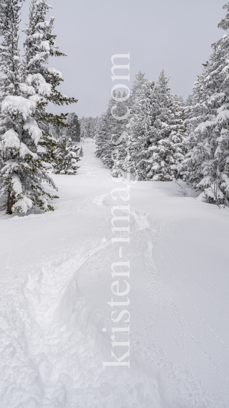 Tiefschneespur von Skifahrer durch den Wald / Patscherkofel, Tirol, Austria by kristen-images.com